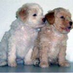 Lagotto Romagnolo