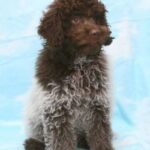 Lagotto Romagnolo