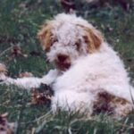 Lagotto Romagnolo