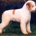 Lagotto Romagnolo