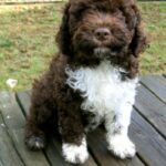 Lagotto Romagnolo