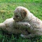 Lagotto Romagnolo