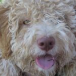 Lagotto Romagnolo