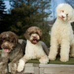 Lagotto Romagnolo