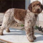 Lagotto Romagnolo