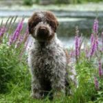 Lagotto Romagnolo