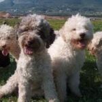 Lagotto Romagnolo