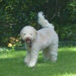 Lagotto Romagnolo