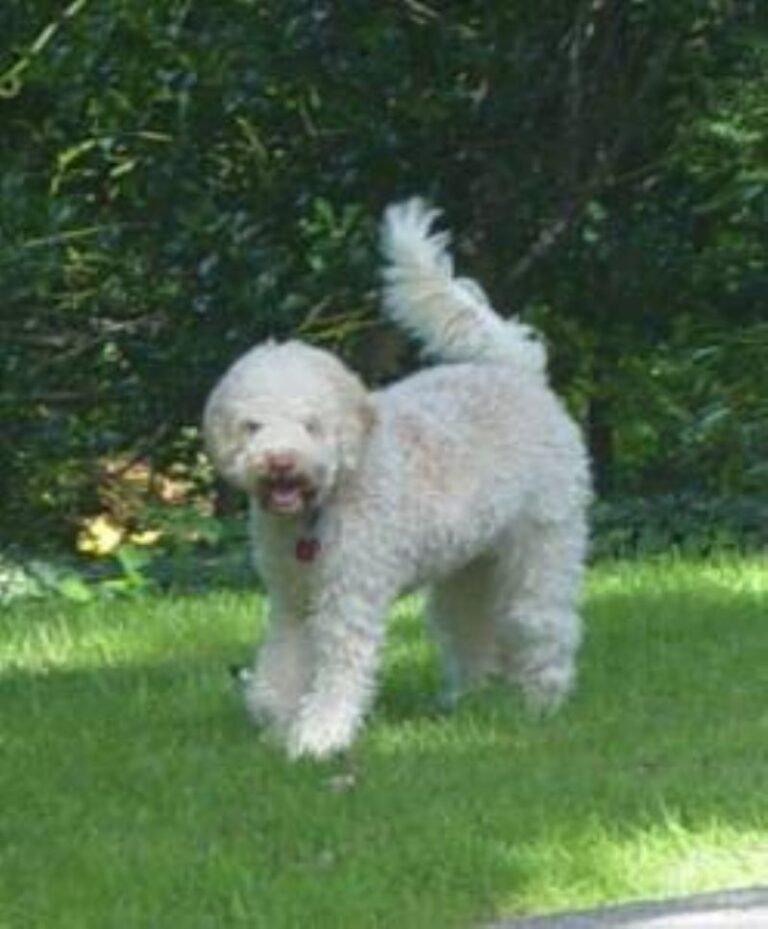Lagotto Romagnolo