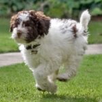 Lagotto Romagnolo