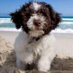 Lagotto Romagnolo