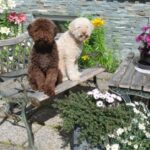 Lagotto Romagnolo