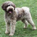 Lagotto Romagnolo