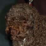 Lagotto Romagnolo