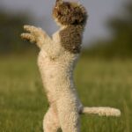 Lagotto Romagnolo