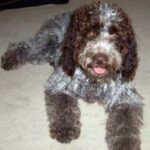 Lagotto Romagnolo