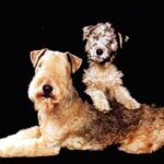 Lakeland Terrier