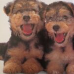 Lakeland Terrier