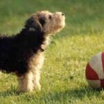 Lakeland Terrier