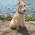 Lakeland Terrier