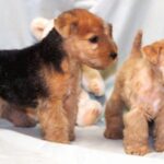 Lakeland Terrier