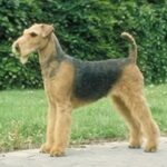 Lakeland Terrier