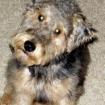 Lakeland Terrier