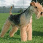 Lakeland Terrier