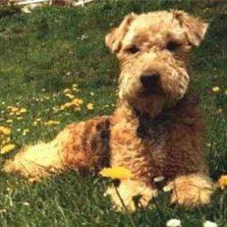 Lakeland Terrier