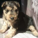 Lakeland Terrier