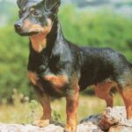 Lancashire Heeler