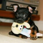 Lancashire Heeler