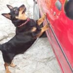 Lancashire Heeler