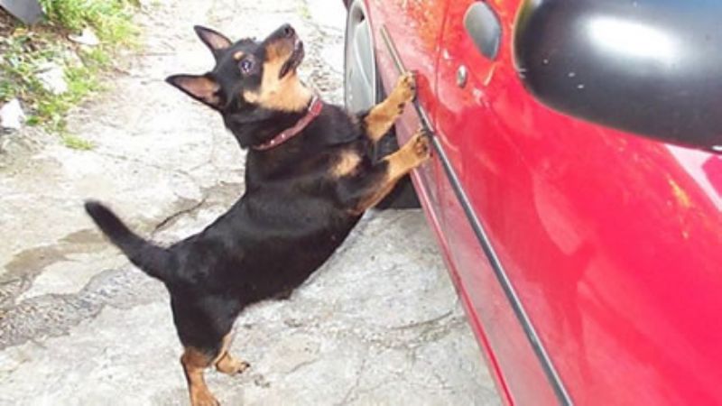 Lancashire Heeler