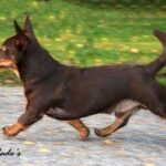 Lancashire Heeler