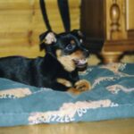 Lancashire Heeler