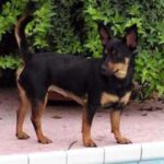 Lancashire Heeler