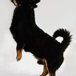 Lancashire Heeler