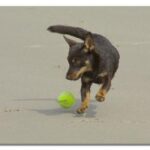Lancashire Heeler