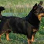 Lancashire Heeler