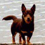 Lancashire Heeler