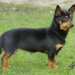 Lancashire Heeler
