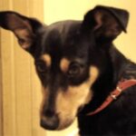 Lancashire Heeler