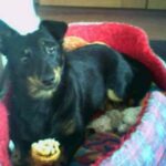 Lancashire Heeler