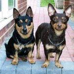 Lancashire Heeler