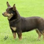 Lancashire Heeler