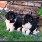 Landseer