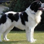 Landseer