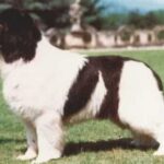 Landseer