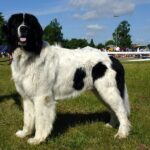 Landseer